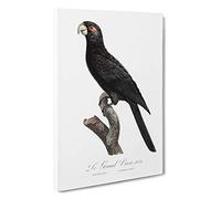 Greater Vasa Parrot by F. Levaillant Canvas Print | Gallery Wrapped 30mm Frame Wall Art | 30x20 inches | Ready to Hang | Modern Animals Picture | Living Room Bedroom Lounge Office