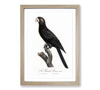 Greater Vasa Parrot by F. Levaillant Framed Print | A2 Oak Framed Wall Art | Ready to Hang | Modern Animal Picture | Living Room Bedroom Lounge Office