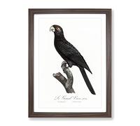 Greater Vasa Parrot By F. Levaillant Vintage Framed Print | A3 Walnut Framed Wall Art | Ready to Hang | Classic Animal Picture | Living Room Bedroom Lounge Office