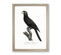 Greater Vasa Parrot By F. Levaillant Vintage Framed Print | A4 Oak Framed Wall Art | Ready to Hang | Classic Animal Picture | Living Room Bedroom Lounge Office