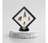 GreatGift® - 4 Mosasaurus teeth in Display - Mosasaurus teeth with accompanying information - Dinosaur - Sea eptile - Fossil