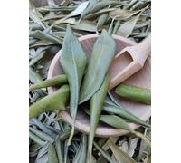 Greek Natural Dried Olive Leaves Herb Tea 20g - 4.9kg Olea Europaea (4900 Grams)
