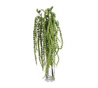 Green Amaranthus