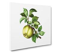 Green Apple by Pierre Joseph Redoute Canvas Print | Gallery Wrapped 30mm Frame Wall Art | 14x14 inches | Ready to Hang | Retro Still Life Picture | Living Room Bedroom Lounge Office