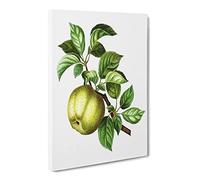Green Apple By Pierre Joseph Redoute Canvas Print | Gallery Wrapped 30mm Frame Wall Art | 30x20 inches | Ready to Hang | Retro Still Life Picture | Living Room Bedroom Lounge Office