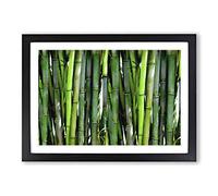 Green Bamboo Cane Forest Framed Print | A2 Oak Framed Wall Art | Ready to Hang | Modern Landscape Picture | Living Room Bedroom Lounge Office