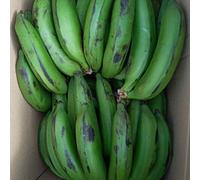 Green Bananas - Matoke | Chilli Mash Company | 6kg Box | East African Highland Bananas