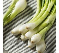 Green Banner Spring Onion Seeds - Hardy Bunching Disease-Resistant Easy Harvest - Thompson & Morgan