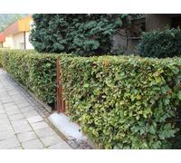 Green Beech Hedging Plants Pack of 10 Trees Potted Direct Plants Green One Size