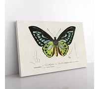 Green Birdwing Butterfly By Charles D' Orbigny Vintage Canvas Wall Art Print Ready to Hang, Framed Picture for Living Room Bedroom Home Office Décor, 76x50 cm (30x20 Inch)