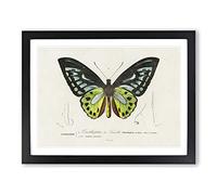 Green Birdwing Butterfly By Charles D' Orbigny Vintage Framed Wall Art Print, Ready to Hang Picture for Living Room Bedroom Home Office Décor, Black A2 (64 x 46 cm)