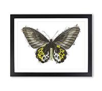 Green Birdwing Butterfly By George Shaw Modern Framed Wall Art Print, Ready to Hang Picture for Living Room Bedroom Home Office Décor, Black A2 (64 x 46 cm)