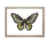 Green Birdwing Butterfly By George Shaw Modern Framed Wall Art Print, Ready to Hang Picture for Living Room Bedroom Home Office Décor, Oak A2 (64 x 46 cm)