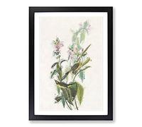 Green Black-Capt Flycatcher Bird by John James Audubon Framed Print | A2 Black Framed Wall Art | Ready to Hang | Modern Nature Picture | Living Room Bedroom Lounge Office