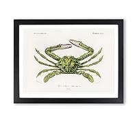 Green Crab By Charles D' Orbigny Vintage Framed Wall Art Print, Ready to Hang Picture for Living Room Bedroom Home Office Décor, Black A4 (34 x 25 cm)