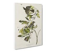 Green Crested Flycatcher By John James Audubon Canvas Print | Gallery Wrapped 30mm Frame Wall Art | 20x14 inches | Ready to Hang | Retro Picture | Living Room Bedroom Lounge Office