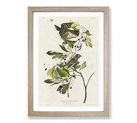 Green-Crested Flycatcher by John James Audubon Framed Print | A2 Oak Framed Wall Art | Ready to Hang | Modern Nature Picture | Living Room Bedroom Lounge Office