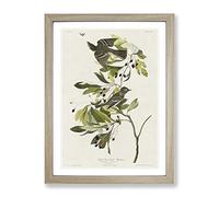 Green Crested Flycatcher By John James Audubon Vintage Framed Print | A4 Oak Framed Wall Art | Ready to Hang | Classic Nature Picture | Living Room Bedroom Lounge Office