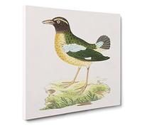 Green Crow Bird by George Shaw Canvas Print | Gallery Wrapped 30mm Frame Wall Art | 20x20 inches | Ready to Hang | Retro Animals Picture | Living Room Bedroom Lounge Office