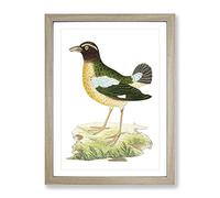 Green Crow By George Shaw Vintage Framed Print | A4 Oak Framed Wall Art | Ready to Hang | Classic Animal Picture | Living Room Bedroom Lounge Office