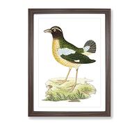 Green Crow By George Shaw Vintage Framed Print | A4 Walnut Framed Wall Art | Ready to Hang | Classic Animal Picture | Living Room Bedroom Lounge Office