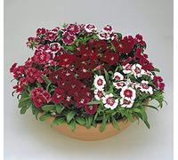 Green Dianthus Merry Flower 30 Seeds Pack 1 Kitchen Garden Pack