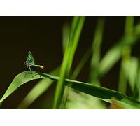 Green Dragonfly-7000-Piece Puzzle: The Most Beautiful Indoor Decor Games 14 years+