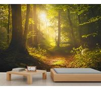 Green Forest Mural Dreamy Tranquil Nature Sunlight Forest Morning Scenic Wallpaper Tall Tree Room Wallpaper Woodland Path Wall Paper