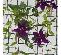 Green Garden Mesh Netting 50mm Plastic Trellis Netting for Climbing Plants | 1 x 5m Pea Netting, Bean Netting, Cucumber , Sweet Pea Support, Vegetable Patch & Allotment Autumn Accessories