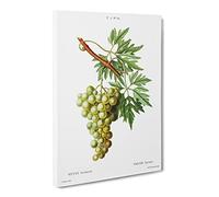 Green Grapes By Pierre Joseph Redoute Canvas Print | Gallery Wrapped 30mm Frame Wall Art | 30x20 inches | Ready to Hang | Retro Still Life Picture | Living Room Bedroom Lounge Office