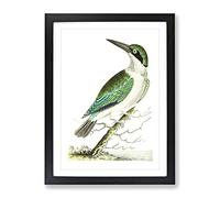 Green Headed Kingfisher By George Shaw Vintage Framed Print | A3 Black Framed Wall Art | Ready to Hang | Classic Nature Picture | Living Room Bedroom Lounge Office