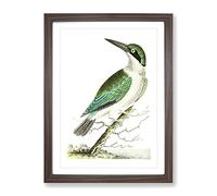 Green Headed Kingfisher By George Shaw Vintage Framed Print | A3 Walnut Framed Wall Art | Ready to Hang | Classic Nature Picture | Living Room Bedroom Lounge Office