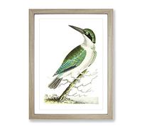 Green Headed Kingfisher By George Shaw Vintage Framed Wall Art Print, Ready to Hang Picture for Living Room Bedroom Home Office Décor, Oak A2 (64 x 46 cm)