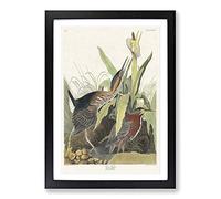 Green Heron by John James Audubon Framed Print | A2 Black Framed Wall Art | Ready to Hang | Modern Animal Picture | Living Room Bedroom Lounge Office