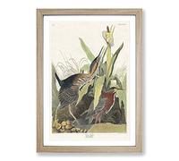 Green Heron by John James Audubon Framed Print | A2 Oak Framed Wall Art | Ready to Hang | Modern Animal Picture | Living Room Bedroom Lounge Office