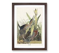 Green Heron by John James Audubon Framed Print | A2 Walnut Framed Wall Art | Ready to Hang | Modern Animal Picture | Living Room Bedroom Lounge Office