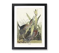Green Heron By John James Audubon Vintage Framed Print | A2 Black Framed Wall Art | Ready to Hang | Classic Animal Picture | Living Room Bedroom Lounge Office