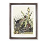 Green Heron By John James Audubon Vintage Framed Print | A2 Walnut Framed Wall Art | Ready to Hang | Classic Animal Picture | Living Room Bedroom Lounge Office