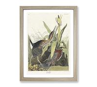 Green Heron By John James Audubon Vintage Framed Print | A3 Oak Framed Wall Art | Ready to Hang | Classic Animal Picture | Living Room Bedroom Lounge Office