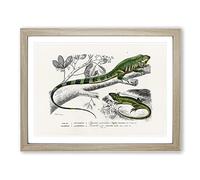 Green Iguana & Lizard By Charles D' Orbigny Vintage Framed Print | A4 Oak Framed Wall Art | Ready to Hang | Classic Nature Picture | Living Room Bedroom Lounge Office