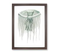 Green Jellyfish By George Shaw Vintage Framed Print | A2 Walnut Framed Wall Art | Ready to Hang | Classic Nature Picture | Living Room Bedroom Lounge Office