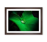 Green Leaf and Water Drop Framed Print | A2 Walnut Framed Wall Art | Ready to Hang | Modern Floral Picture | Living Room Bedroom Lounge Office