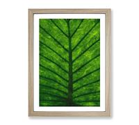Green Leaf Lines Painting Modern Framed Print | A3 Oak Framed Wall Art | Ready to Hang | Modern Floral Picture | Living Room Bedroom Lounge Office