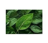 Green Leaf Nature Adult Wooden Jigsaw Puzzle 1000 Pieces for The Perfect Visual Feast! 1000pcs