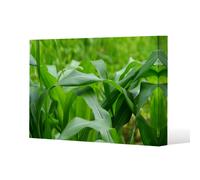 Green Leaves corn fields as background (Canvas Print) / 61 x 91 x 4cm Benjamin Tate Design Natural One Size