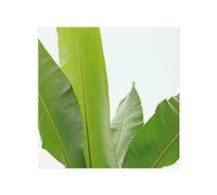 Green Leaves On White Splash Back Benjamin Tate Design Natural One Size