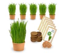 Green MaGeo Set of 5 Cat Grass Seeds - Grass Growing Set for Cats - Grass to Eat for the Cat - 5 x Cat Grass Seed Set - Cat Grass for Balcony and Home