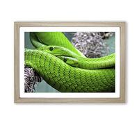 Green Mamba Snakes Framed Print | A2 Oak Framed Wall Art | Ready to Hang | Modern Nature Picture | Living Room Bedroom Lounge Office