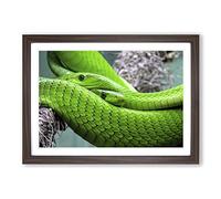 Green Mamba Snakes Framed Print | A2 Walnut Framed Wall Art | Ready to Hang | Modern Nature Picture | Living Room Bedroom Lounge Office