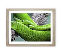 Green Mamba Snakes Modern Framed Print | A2 Oak Framed Wall Art | Ready to Hang | Modern Nature Picture | Living Room Bedroom Lounge Office